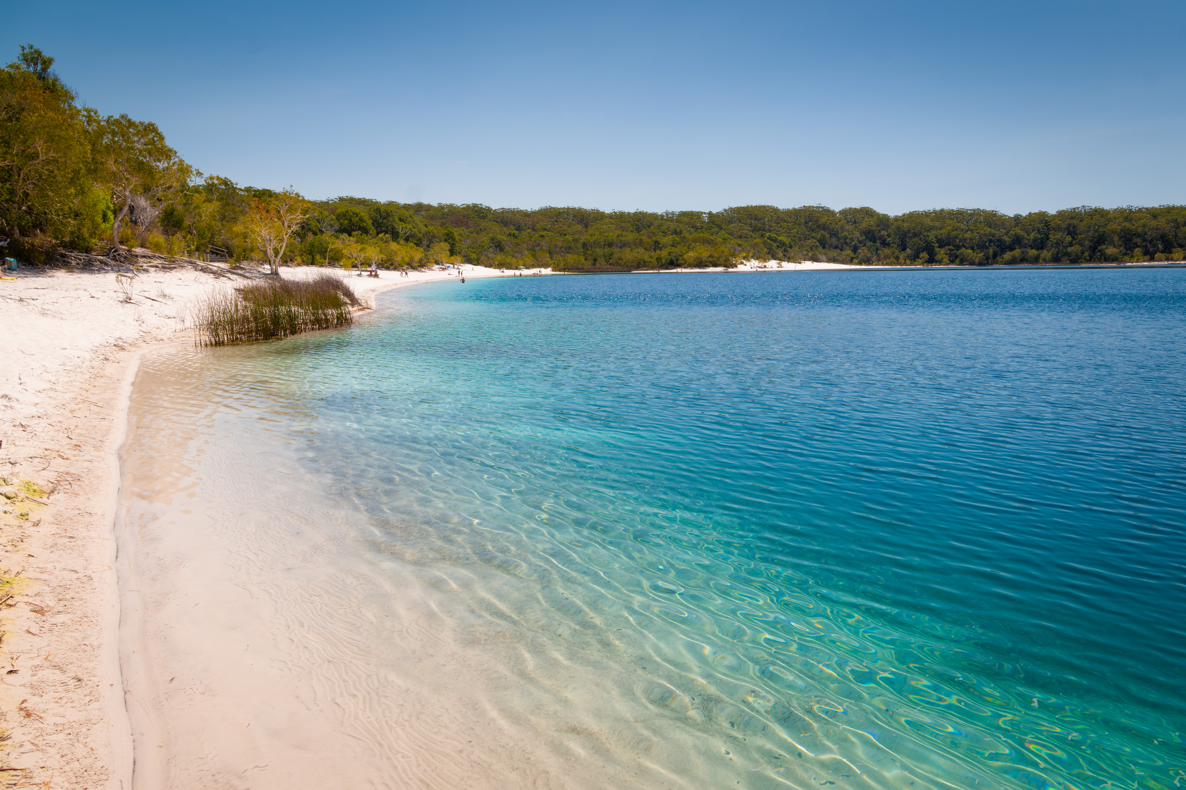 fraser island, queensland.webp